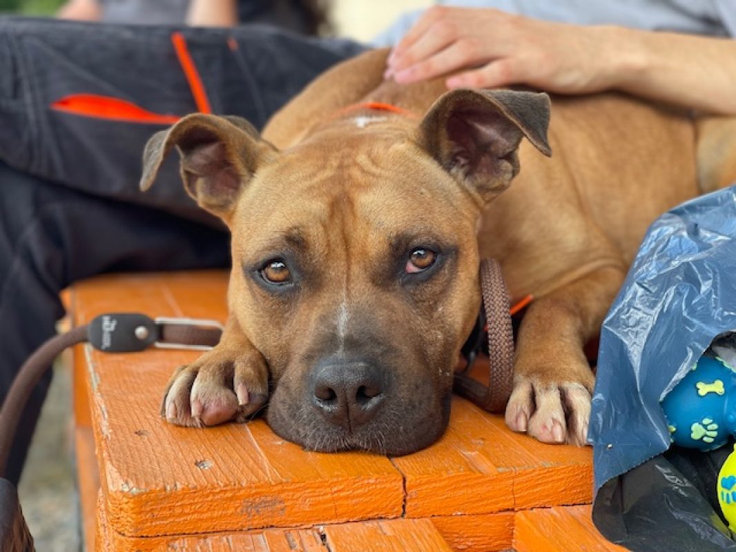 Rylley - Chien à adopter