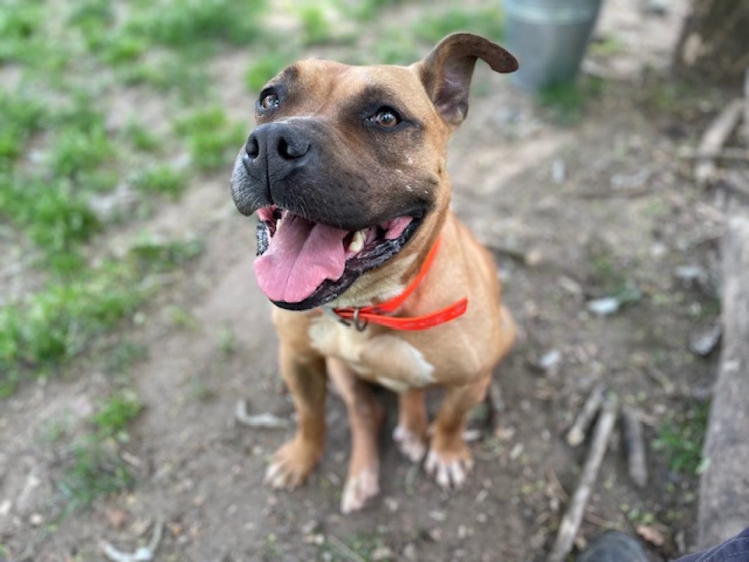 Rylley - Chien à adopter - photo 2