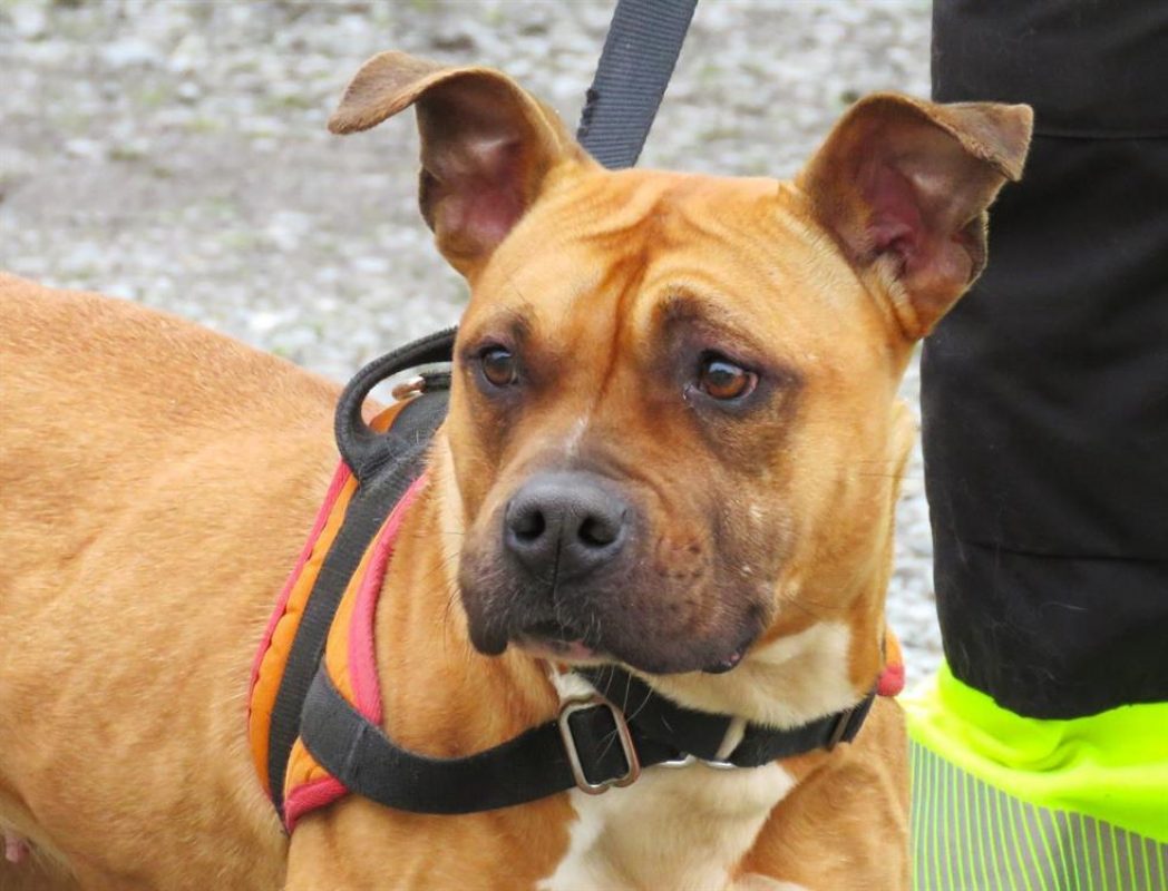 Rylley - Chien à adopter - photo 5