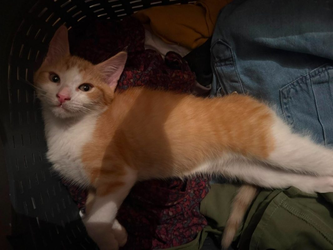 Pyrale - Chat Européen à adopter