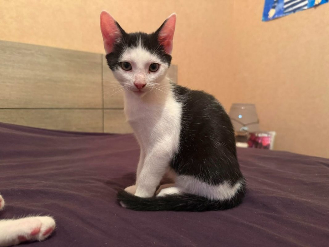 Damier - Chat Européen à adopter