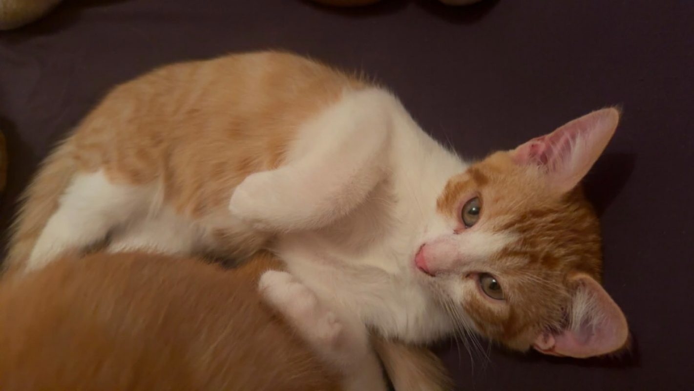 Nacré - Chat Européen à adopter