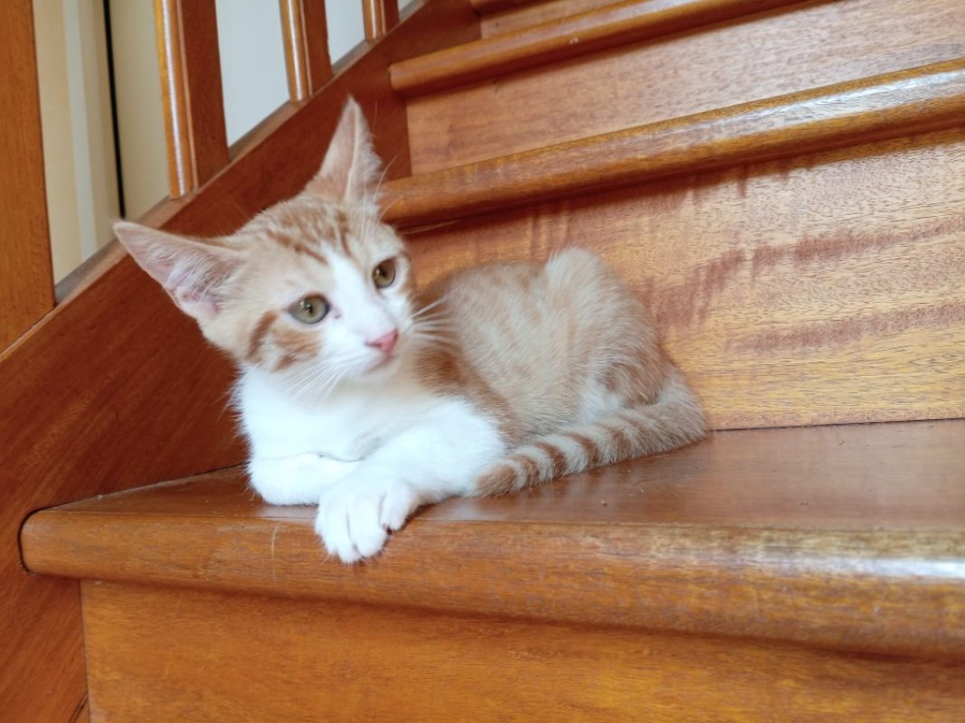 Nacré - Chat Européen à adopter - photo 2