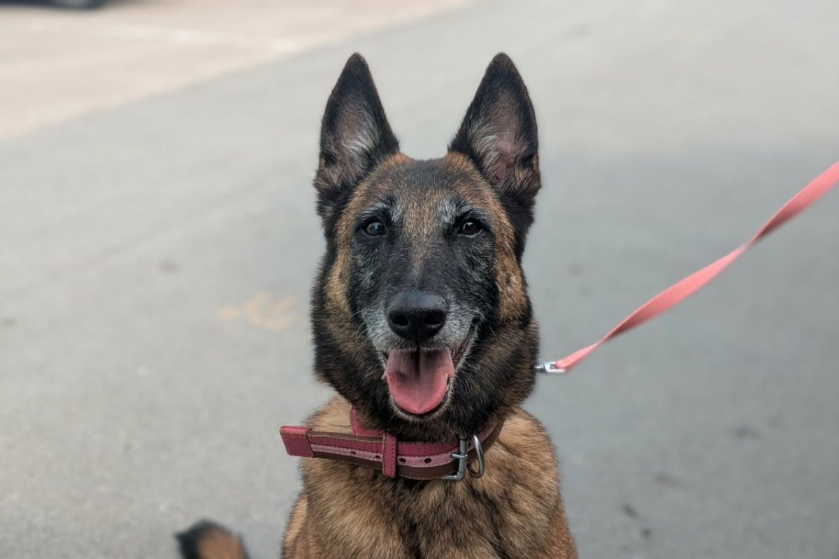 Oxie - Chien Berger Belge Malinois à adopter
