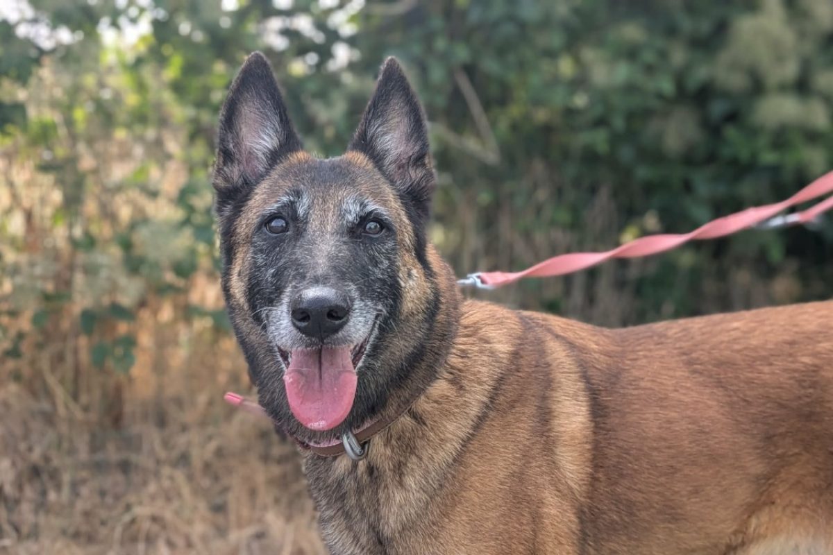 Oxie - Chien Berger Belge Malinois à adopter - photo 2