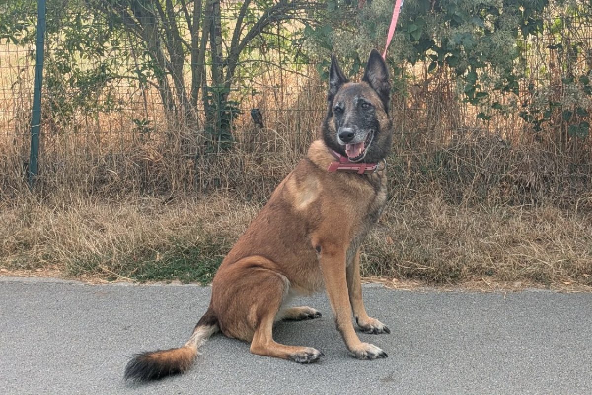 Oxie - Chien Berger Belge Malinois à adopter - photo 3