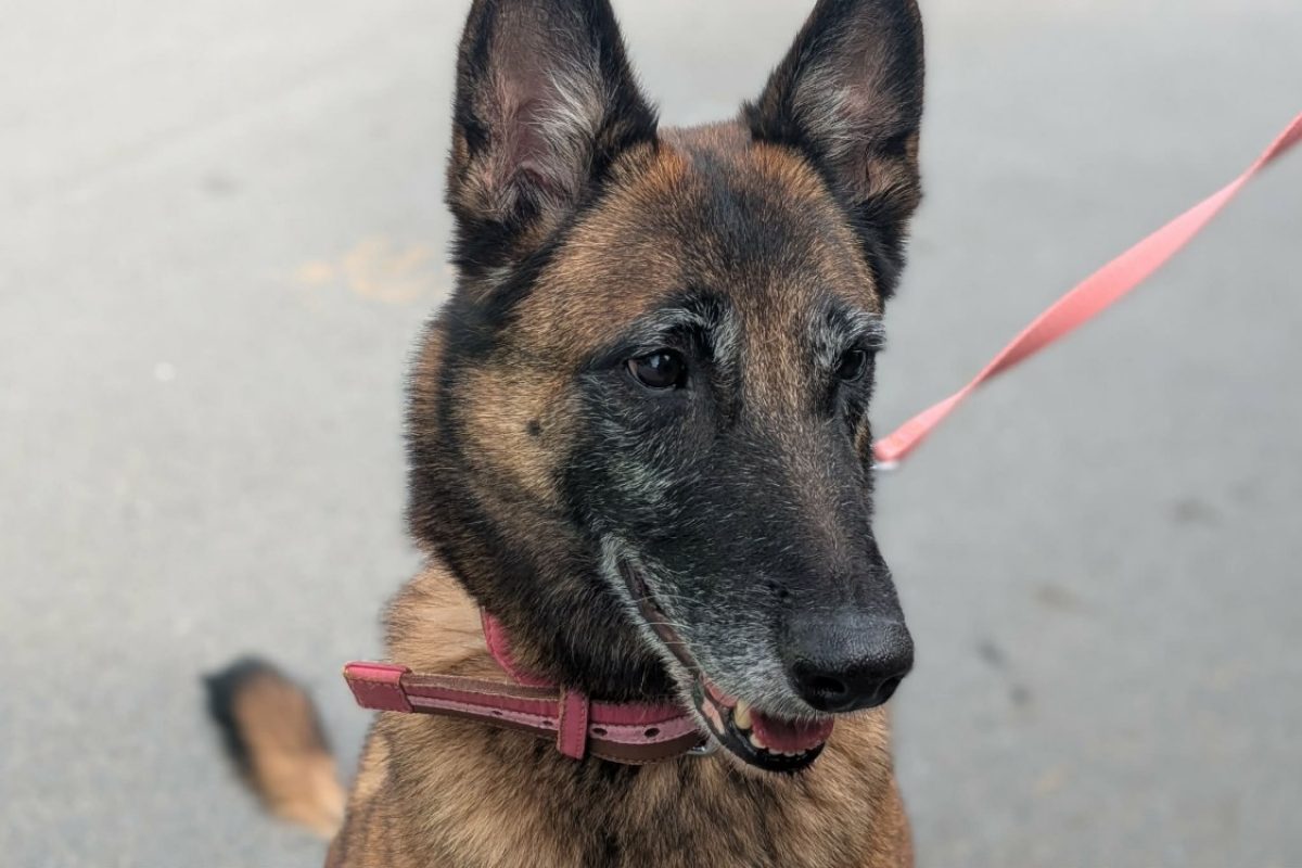 Oxie - Chien Berger Belge Malinois à adopter - photo 4