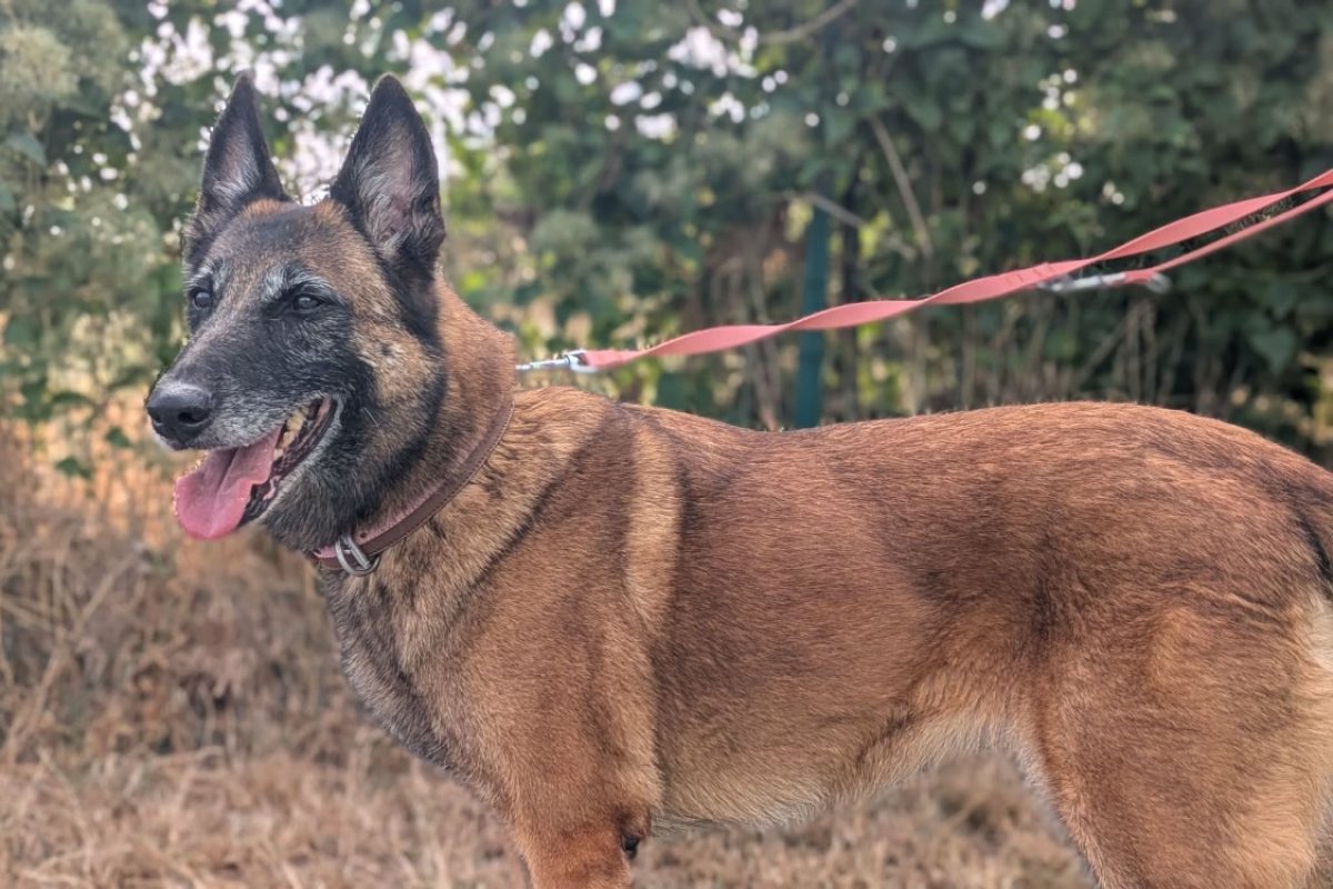 Oxie - Chien Berger Belge Malinois à adopter - photo 5