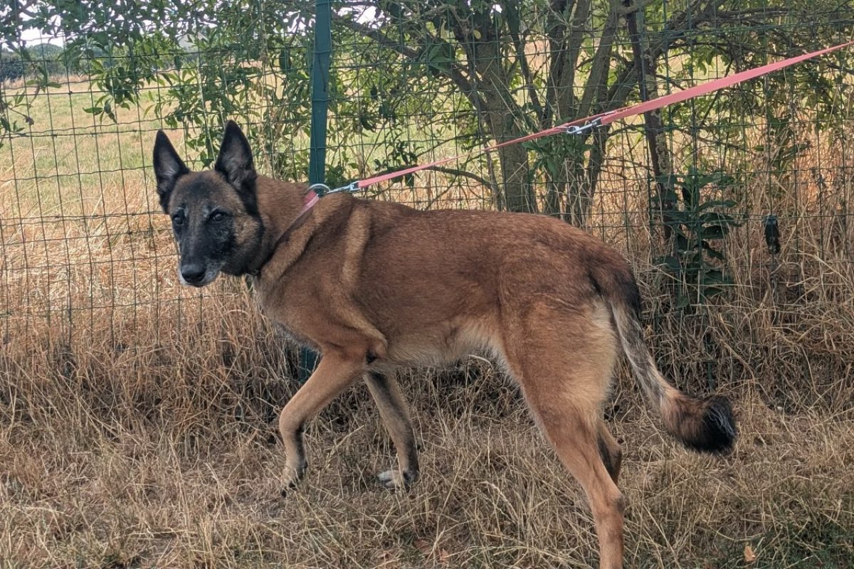 Oxie - Chien Berger Belge Malinois à adopter - photo 6