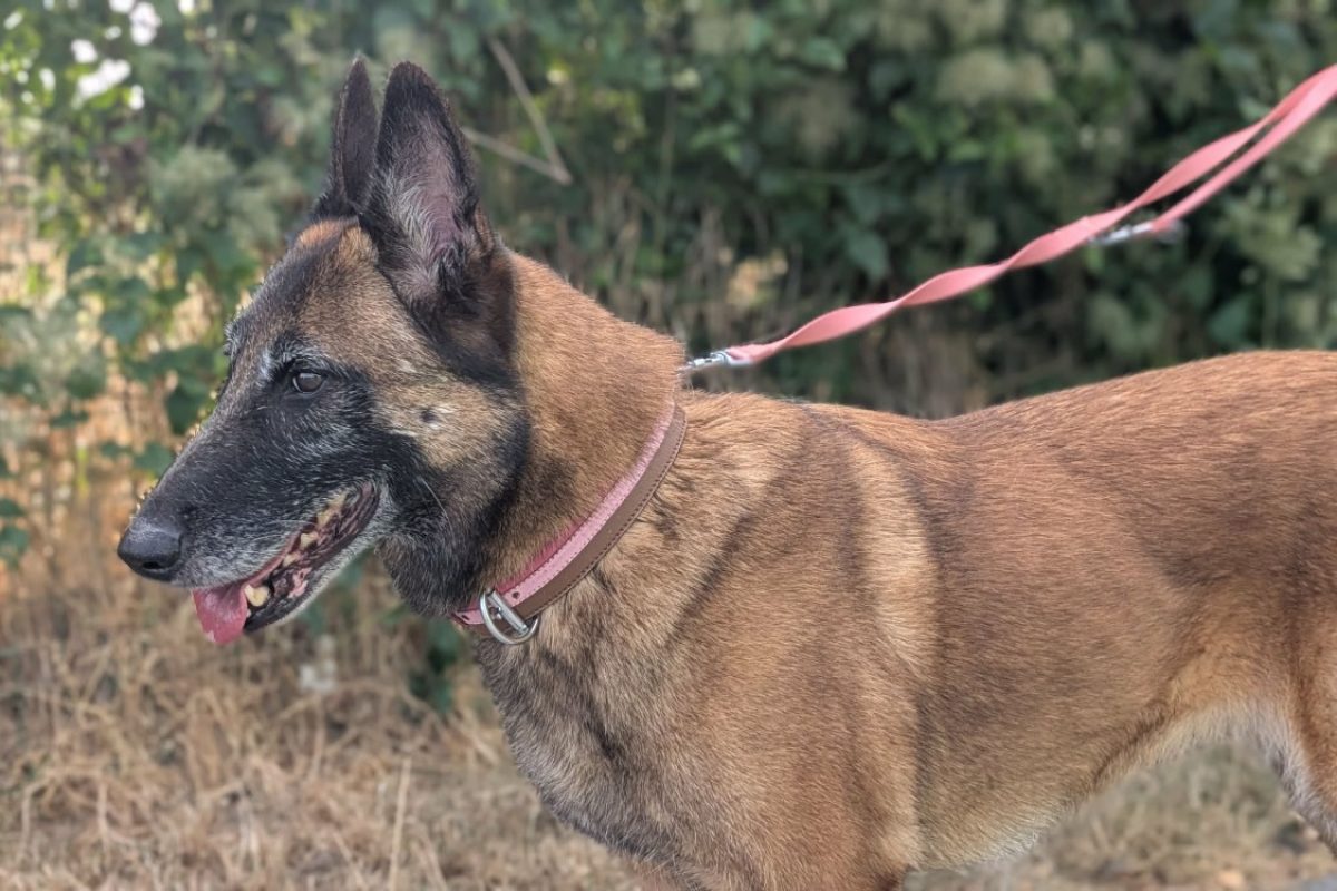 Oxie - Chien Berger Belge Malinois à adopter - photo 7