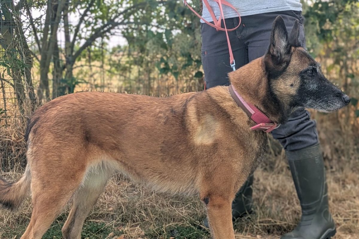 Oxie - Chien Berger Belge Malinois à adopter - photo 8