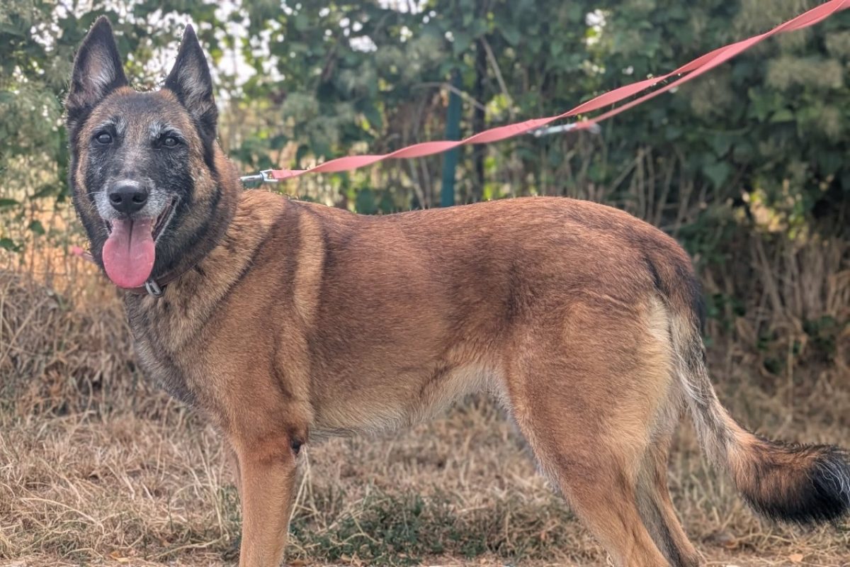Oxie - Chien Berger Belge Malinois à adopter - photo 9