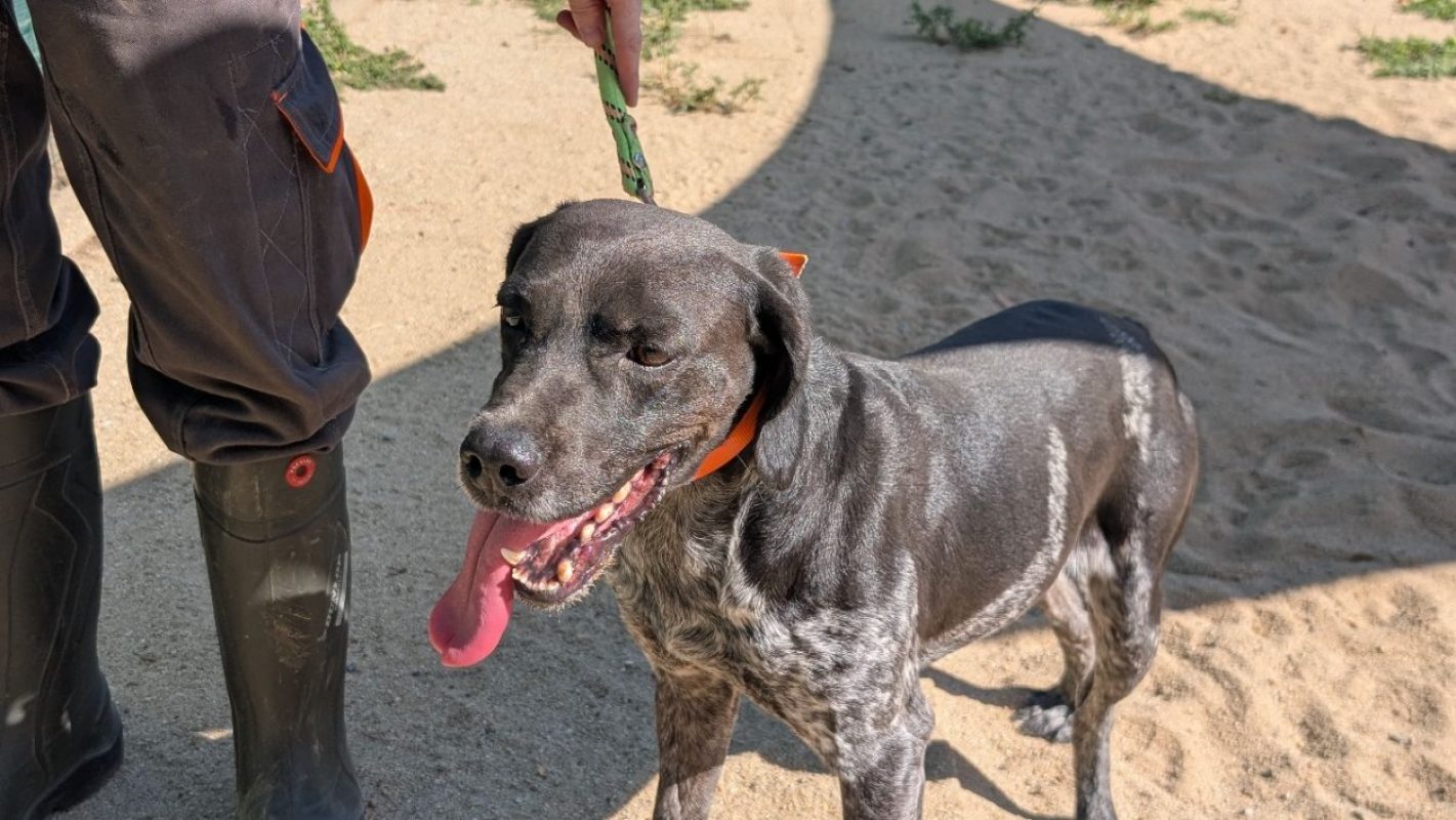 Aston - Chien Braque allemand à poil court à adopter