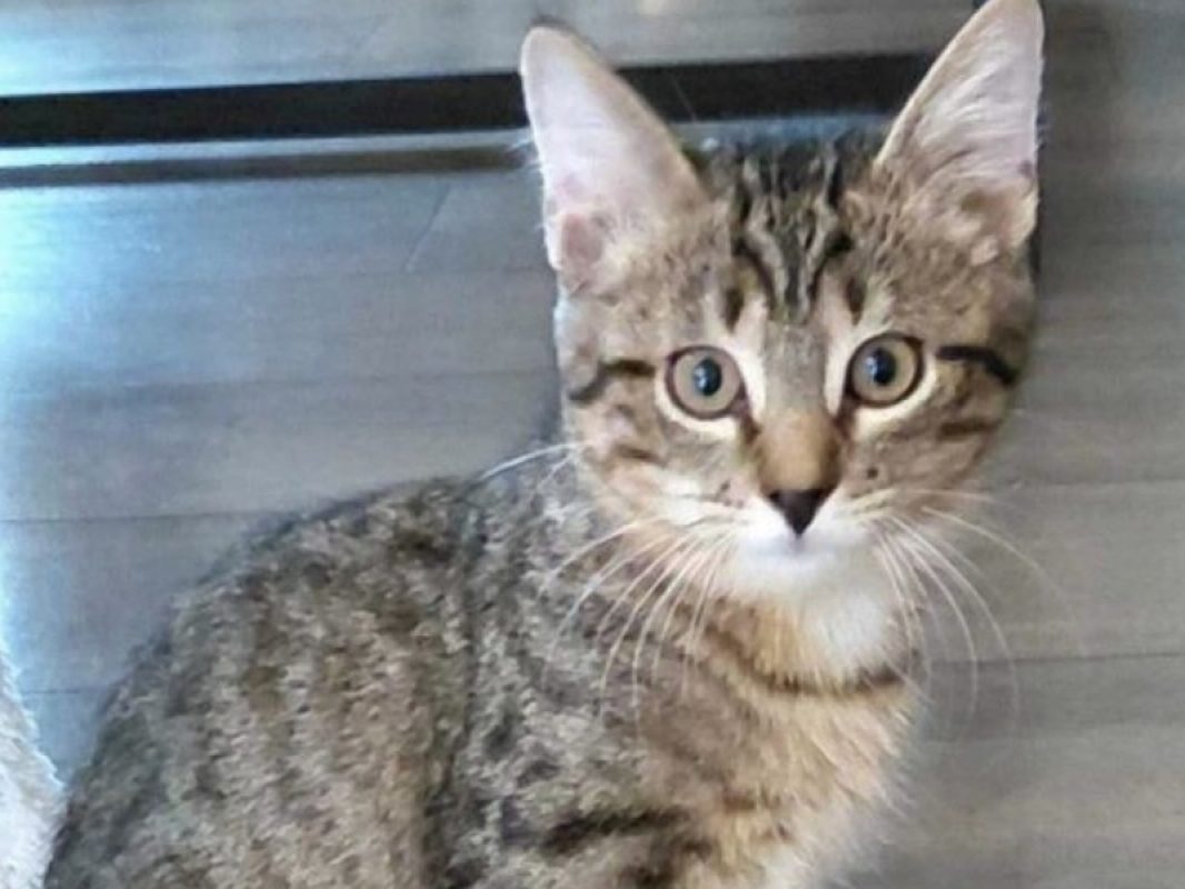 Boomer - Chat Européen à adopter