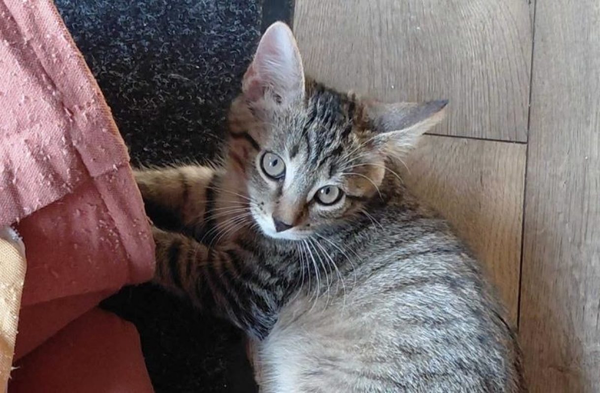 Boomer - Chat Européen à adopter - photo 2