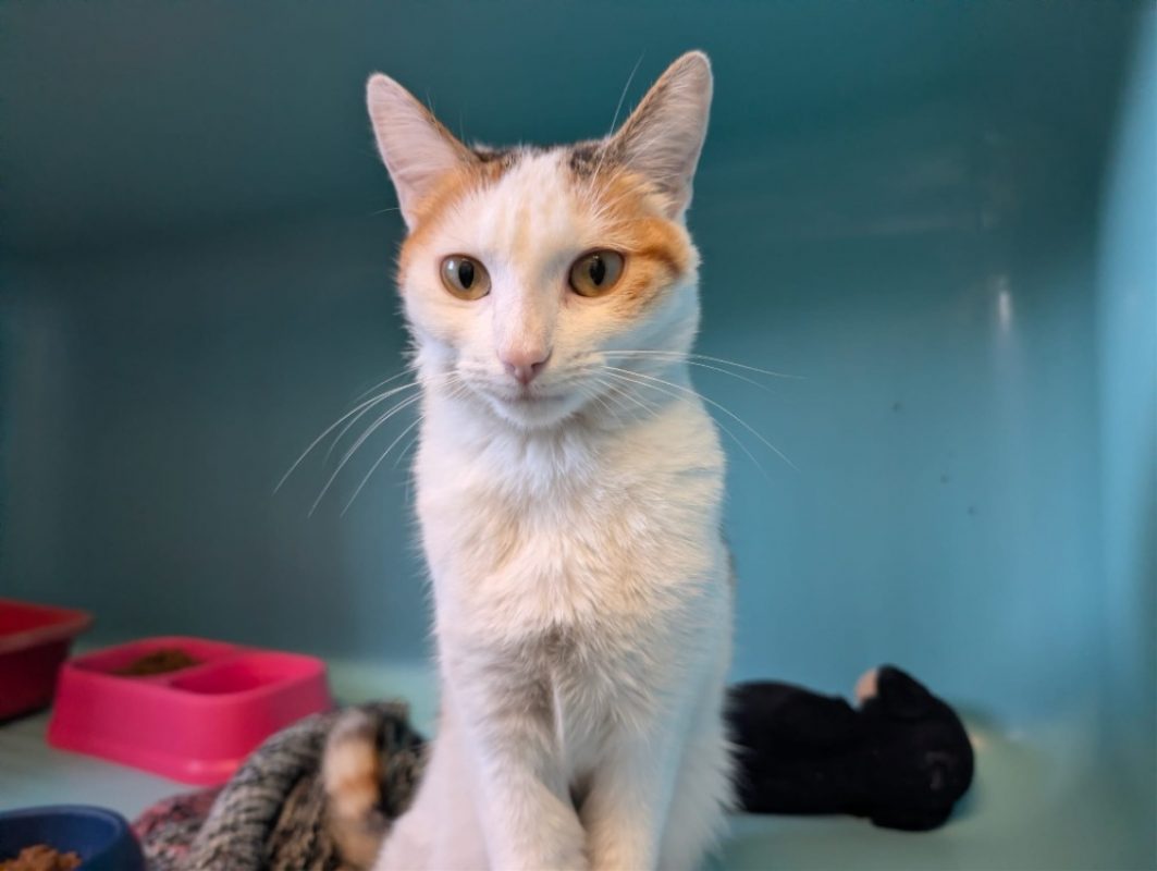 Dolly - Chat Européen à adopter
