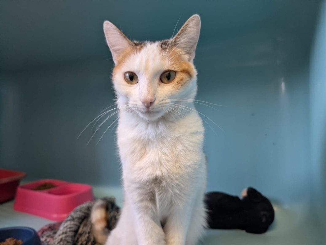 Dolly - Chat Européen à adopter - photo 2