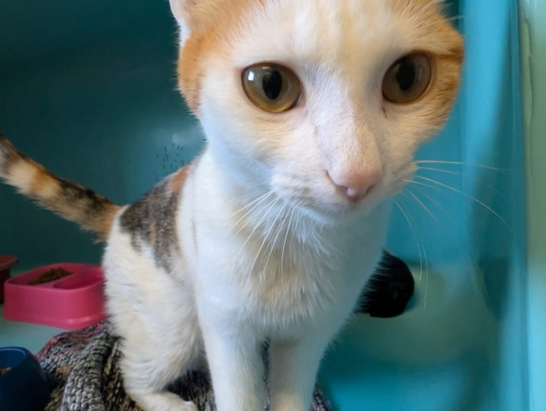 Dolly - Chat Européen à adopter - photo 4