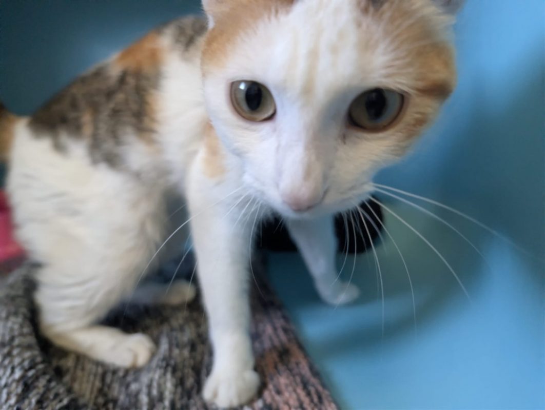 Dolly - Chat Européen à adopter - photo 6