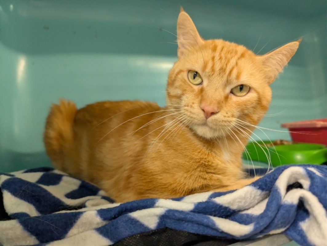 Chojo - Chat Européen à adopter