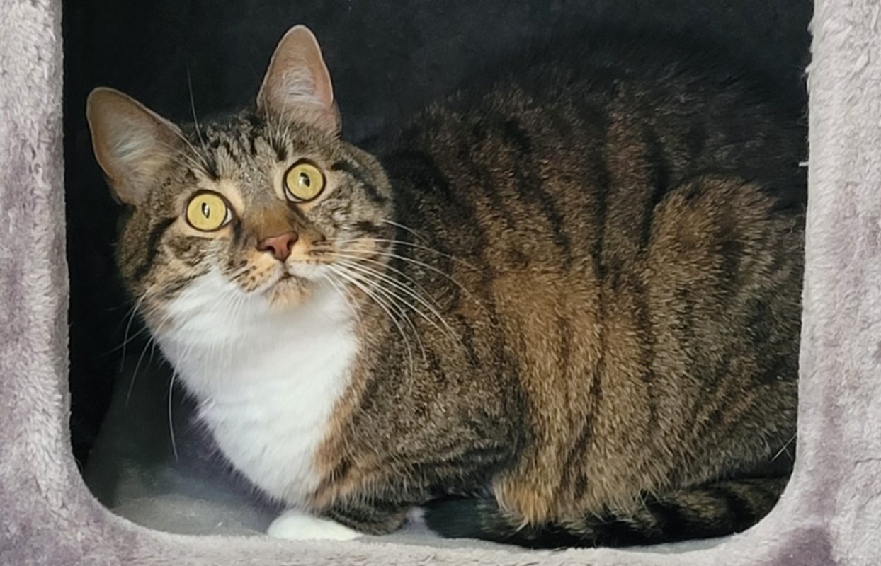 Fidji - Chat Européen à adopter