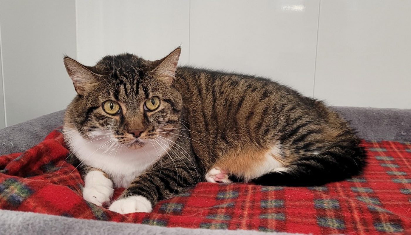 Fidji - Chat Européen à adopter - photo 2