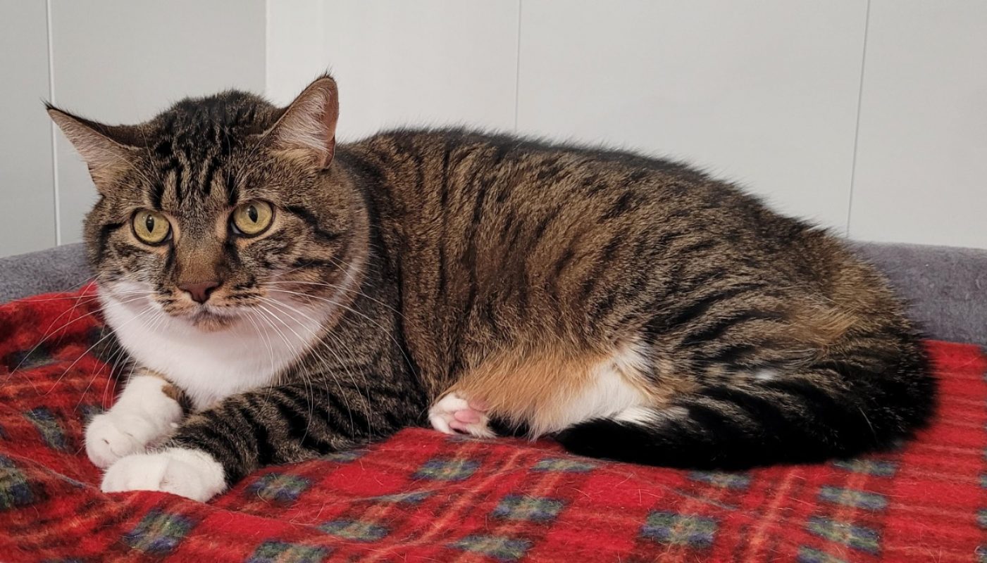 Fidji - Chat Européen à adopter - photo 3