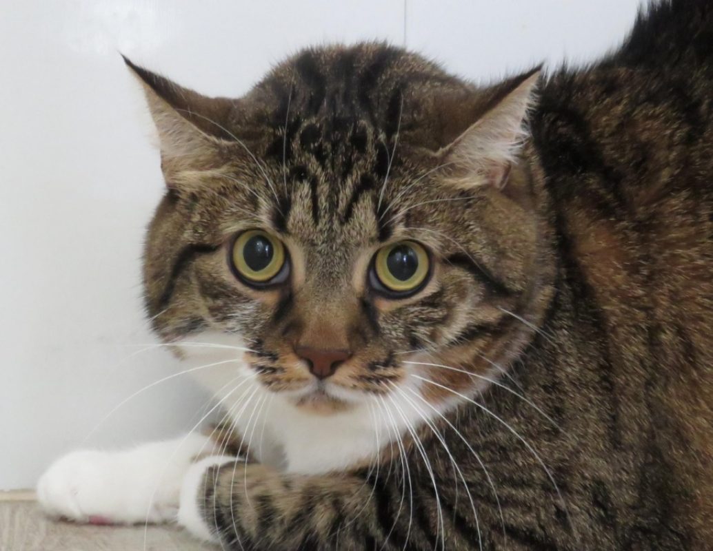 Fidji - Chat Européen à adopter - photo 4