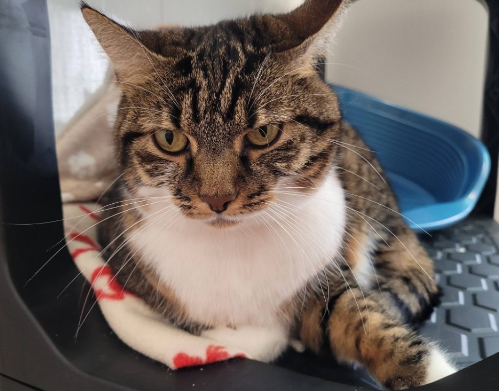 Fidji - Chat Européen à adopter