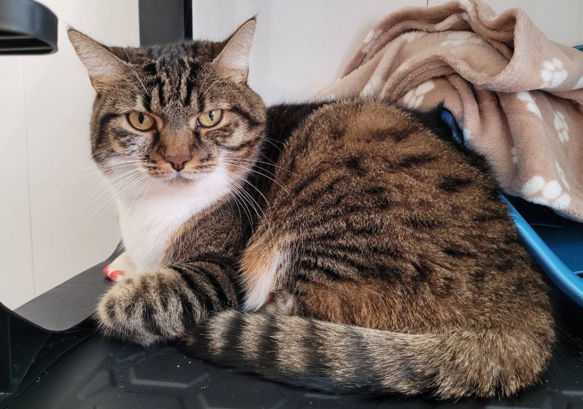 Fidji - Chat Européen à adopter - photo 5