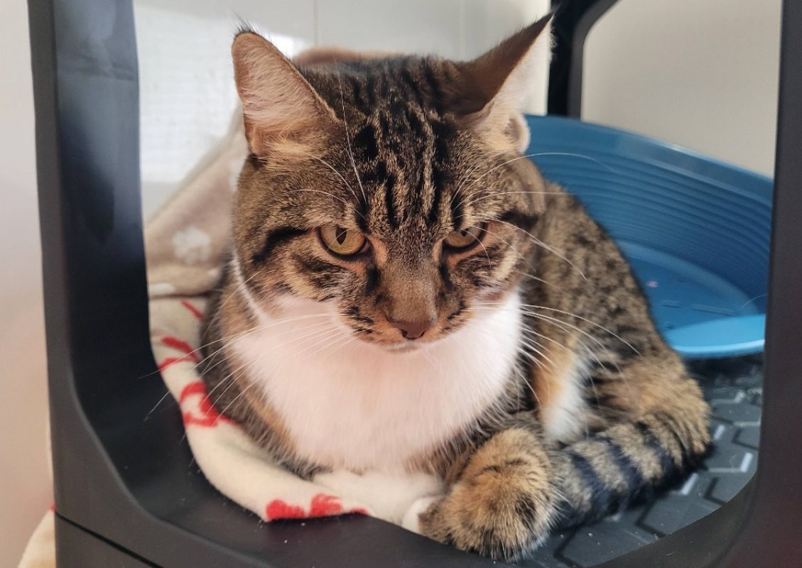 Fidji - Chat Européen à adopter - photo 6