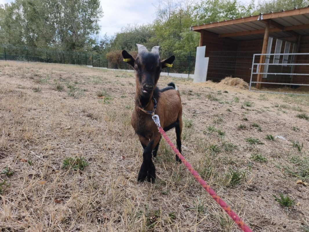 BÉni bouc - Animal de ferme Bouc à adopter