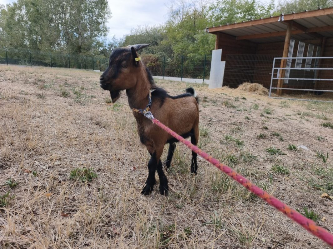 BÉni bouc - Animal de ferme Bouc à adopter - photo 2