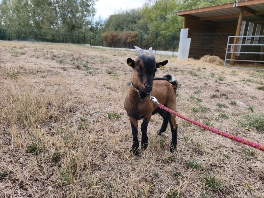 BÉni bouc - Animal de ferme Bouc à adopter - photo 3