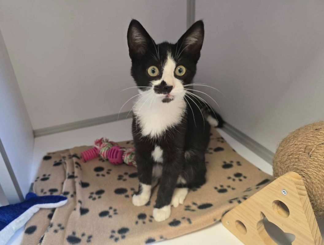 Murphy - Chat Européen à adopter