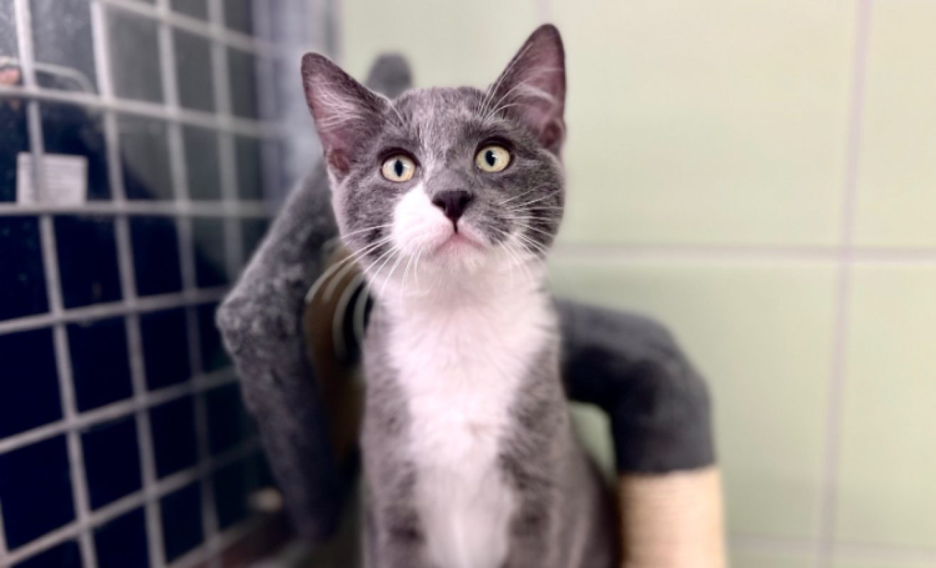 Tiko - Chat Européen à adopter