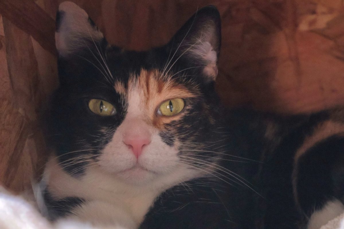 Haruko - Chat Européen à adopter