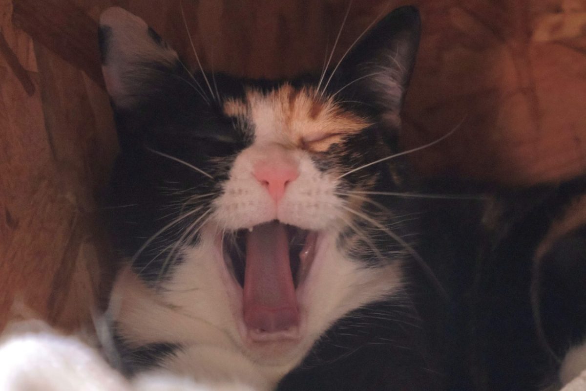 Haruko - Chat Européen à adopter - photo 2