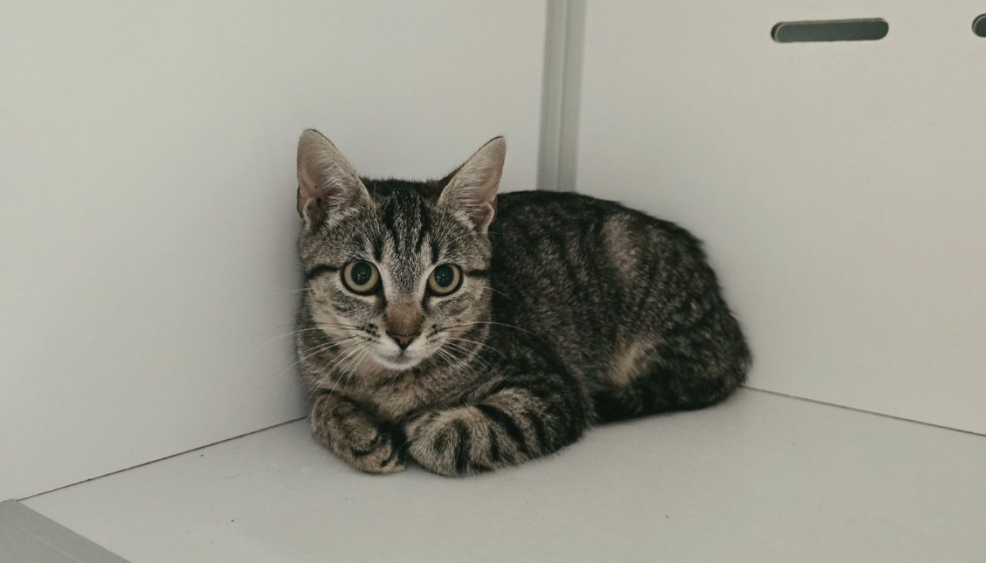Kimi - Chat Européen à adopter