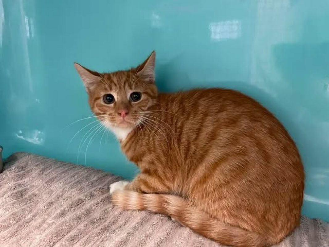 Sacha - Chat Européen à adopter