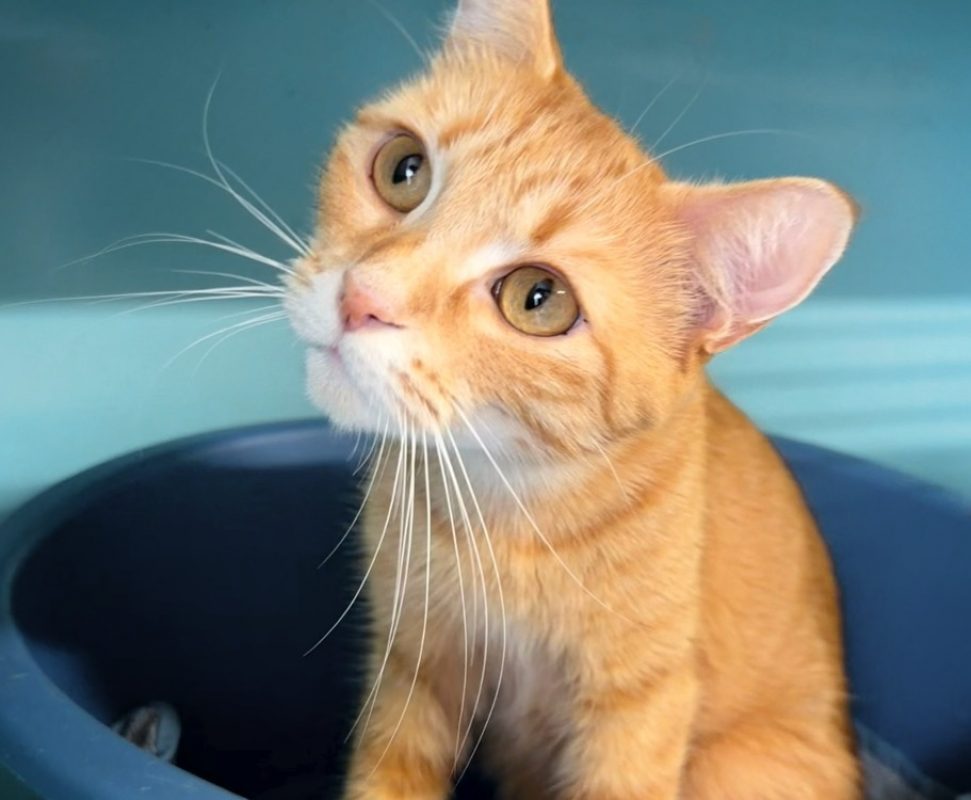 Mimi - Chat Européen à adopter