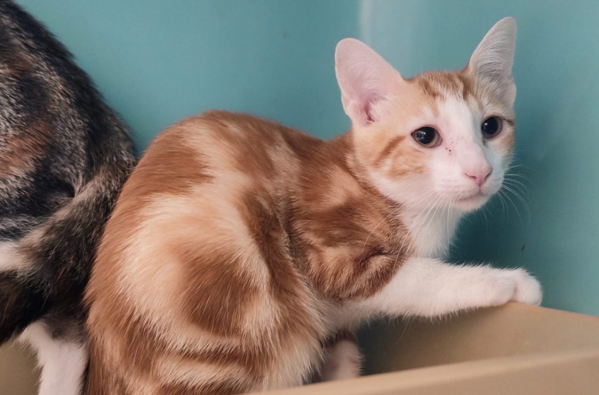 Dizi - Chat Européen à adopter