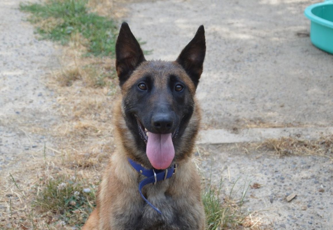 Stella - Chien Berger Belge Malinois à adopter