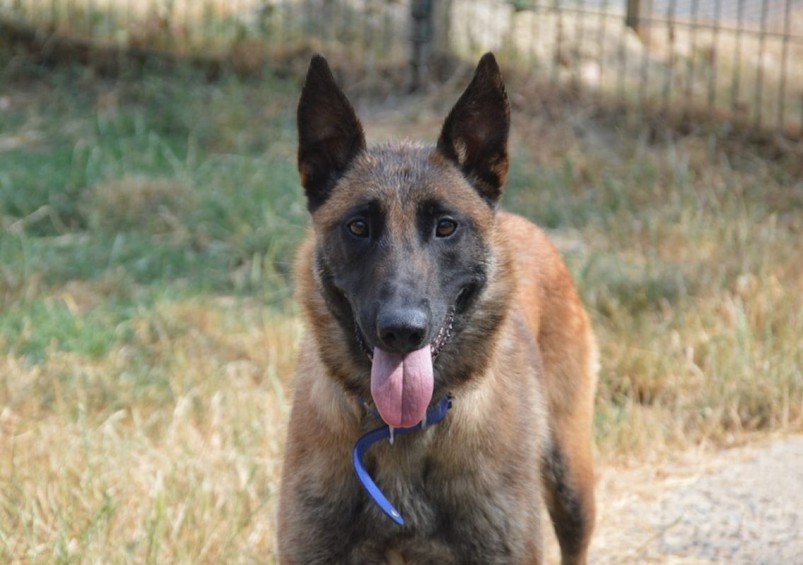 Stella - Chien Berger Belge Malinois à adopter - photo 2