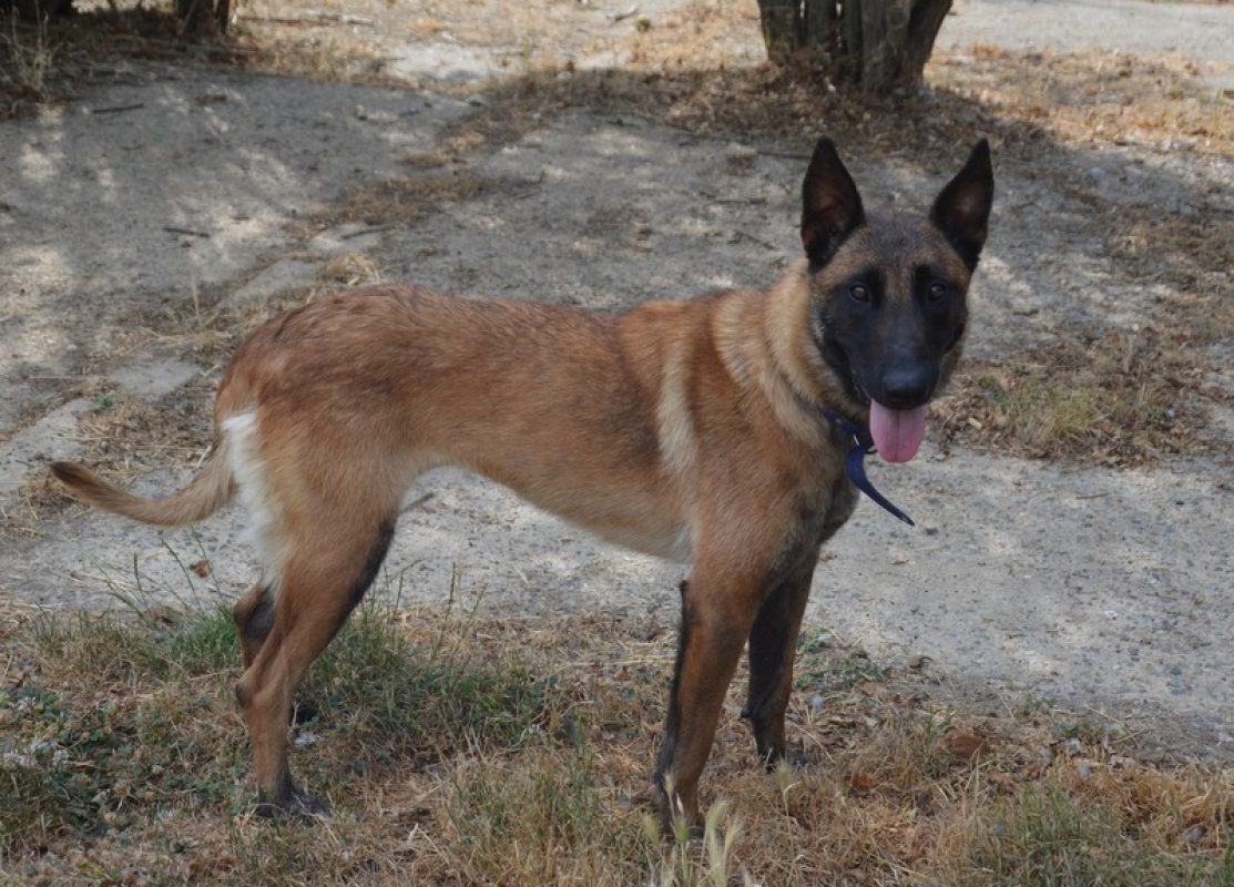 Stella - Chien Berger Belge Malinois à adopter - photo 3