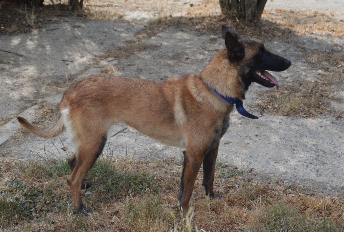 Stella - Chien Berger Belge Malinois à adopter - photo 4