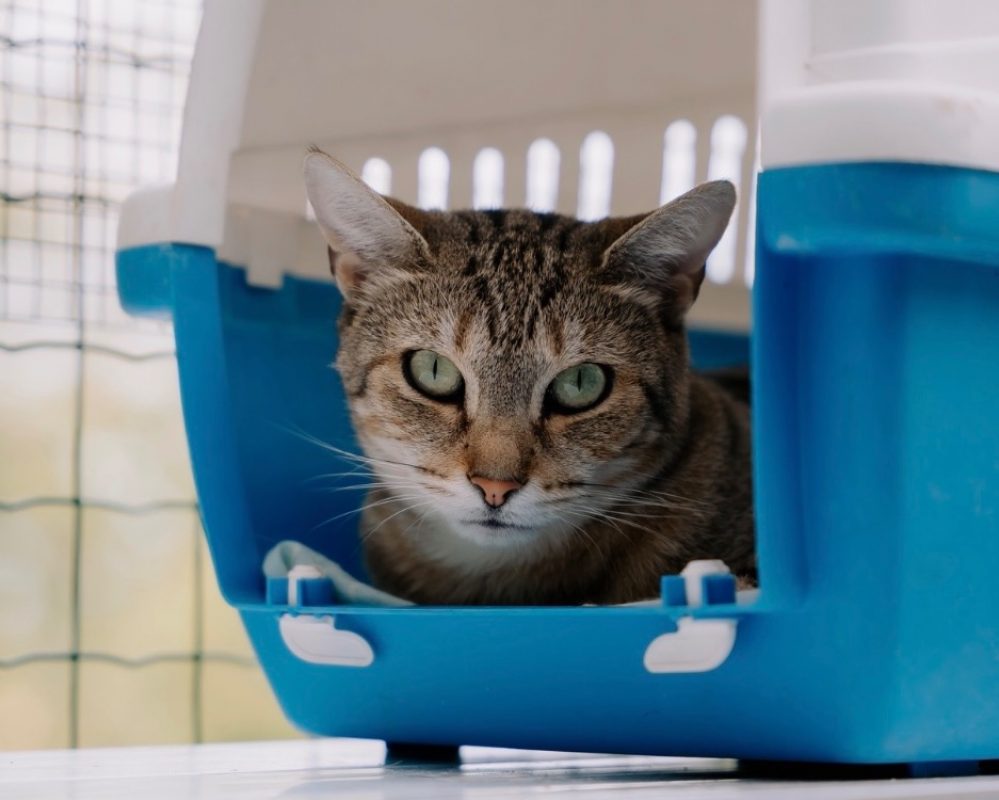Oups - Chat Européen à adopter
