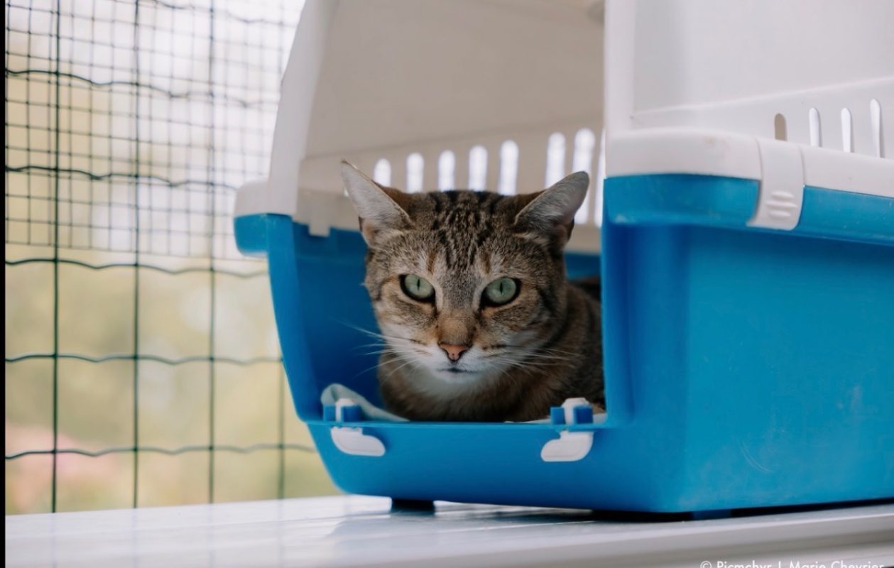 Oups - Chat Européen à adopter - photo 2