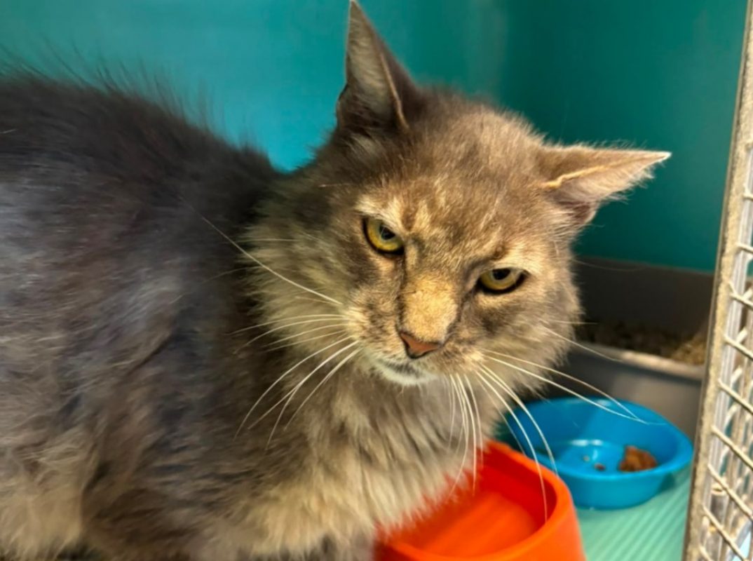 Lucky - Chat Européen à adopter