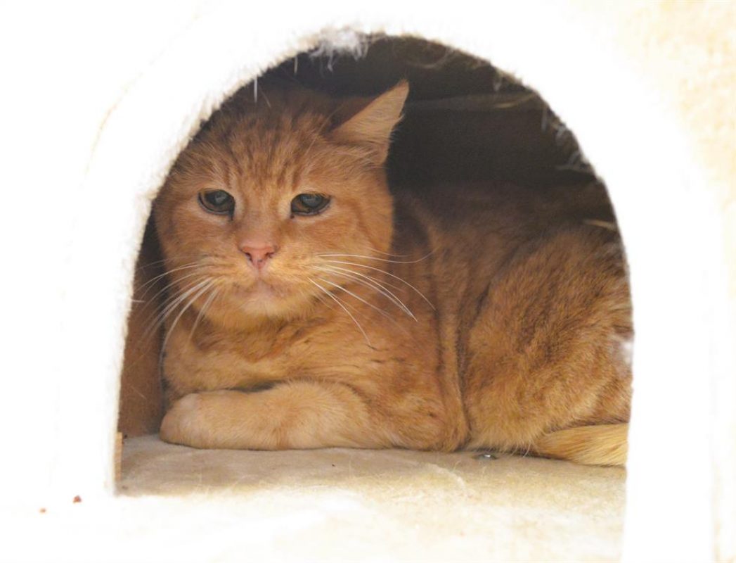 Solo - Chat Européen à adopter
